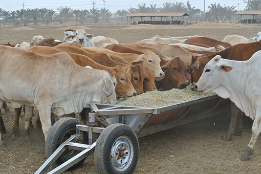 An environmentally friendly recycling agriculture system fosters fertile soil and products.